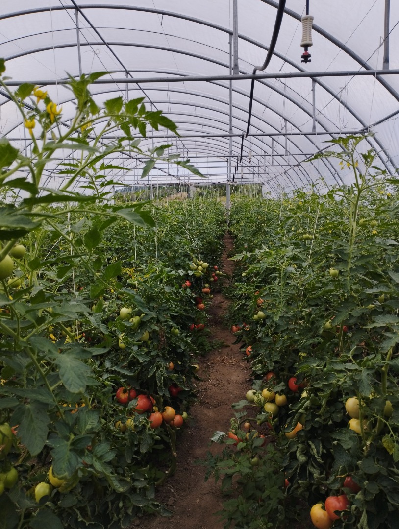Raspberry tomatoes for sale Price negotiable Rwane to order