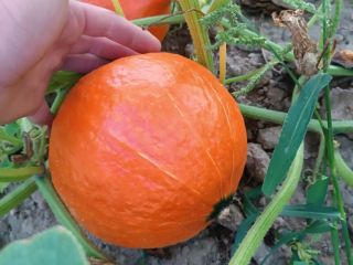 Hello, I will sell fresh, ripe, nicely colored hokkaido