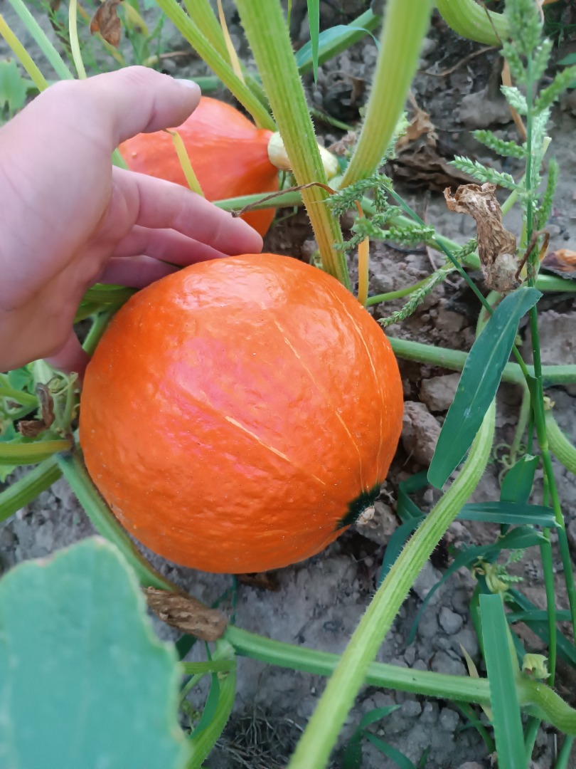 Hello, I will sell fresh, ripe, nicely colored hokkaido pumpkin