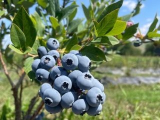 ✨We sell fresh cultivated blueberries picked daily! ✨ For