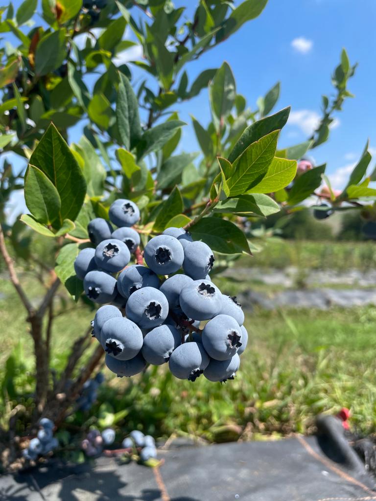 ✨We sell fresh cultivated blueberries picked daily! ✨ For orders, details in private! We have large quantities!