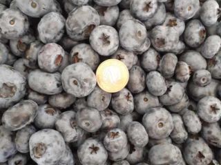 I will sell American blueberry. Blueberry is large and