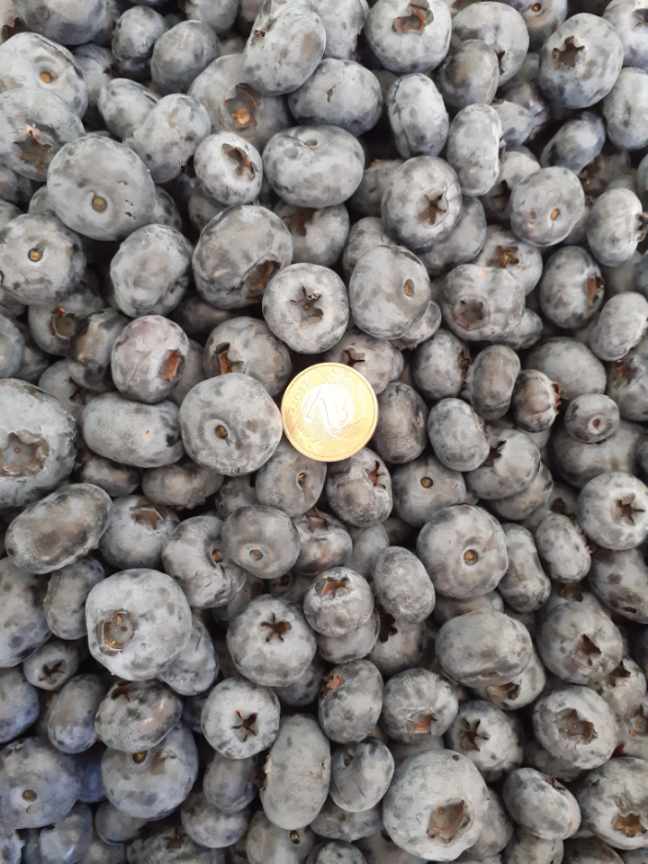 I will sell American blueberry