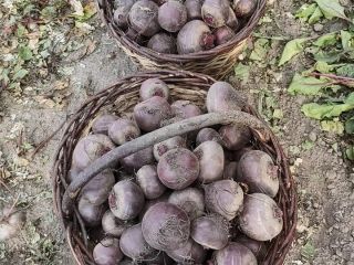I will sell red beet approx. 100t. Juicy, healthy