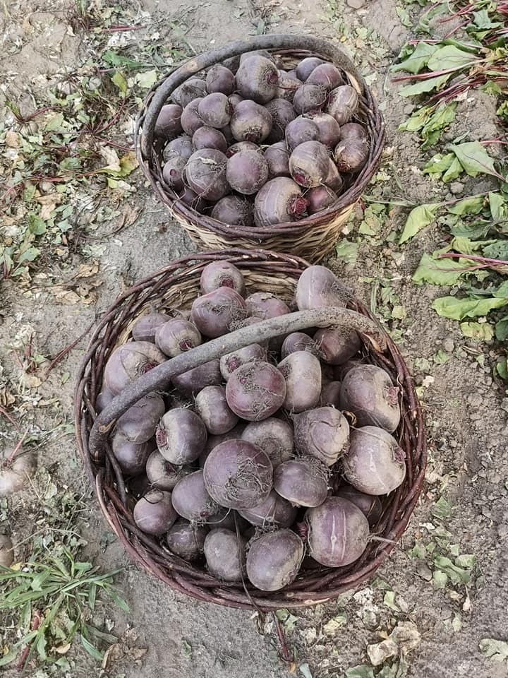 I will sell red beet approx