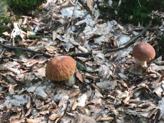 Will establish cooperation with the recipient of mushrooms price