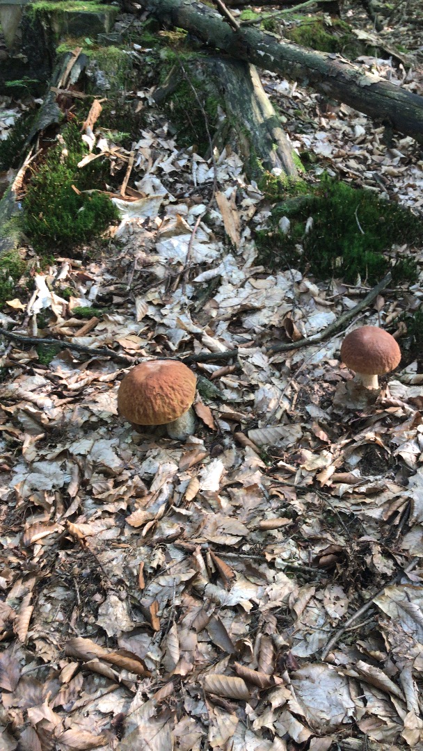Will establish cooperation with the recipient of mushrooms price to be determined