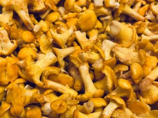 Fresh mushrooms from the Tyrolean mountain forests. Handpicked, small