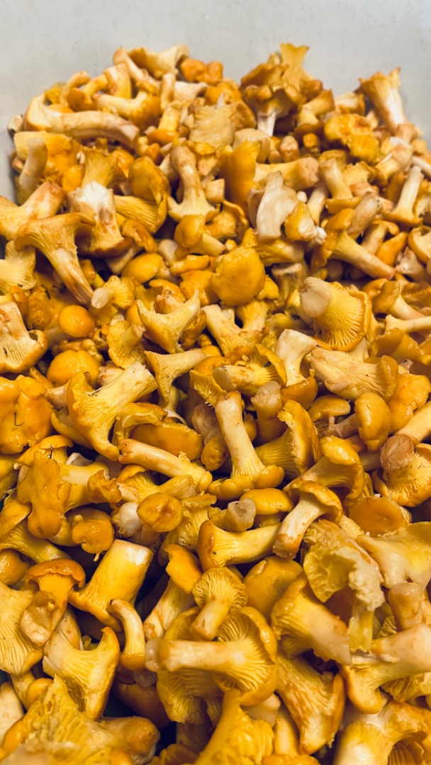 Fresh mushrooms from the Tyrolean mountain forests