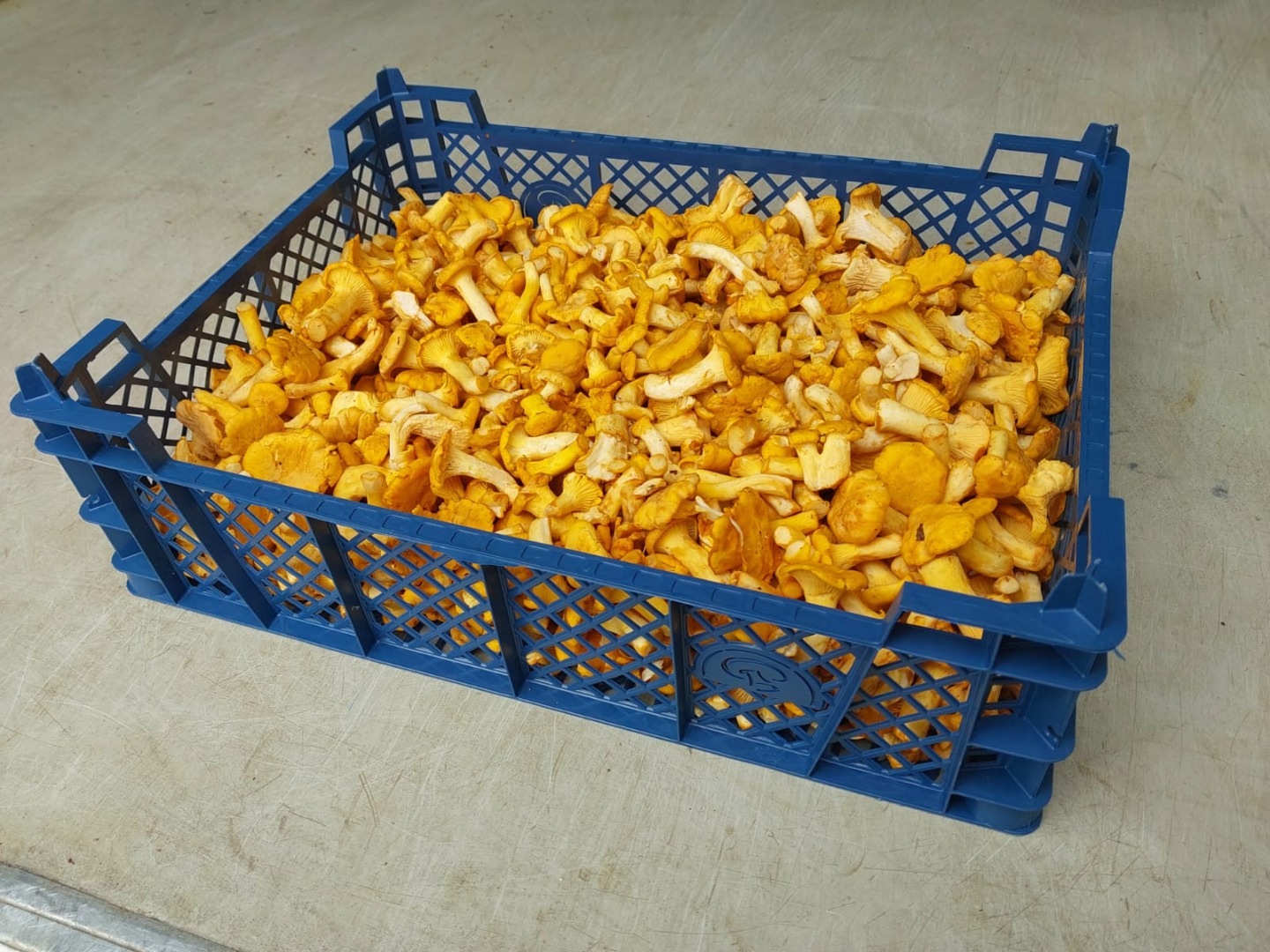 We are offering fresh Chantarelles from Estonia