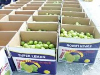 I will sell Tahiti Limes Grade 1 straight from