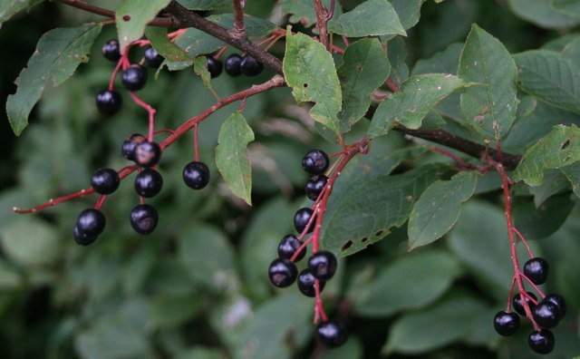 A private person from Hungary would buy a minimum of 250 kg and a maximum of 500 kg of each variety of healthy, ripe special fruits, bird cherry, wild service