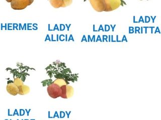 Hi ,Looking for different sorts of potato's. Lady Rossete,