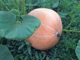 I will sell a giant pumpkin, without fertilizers, ecological,