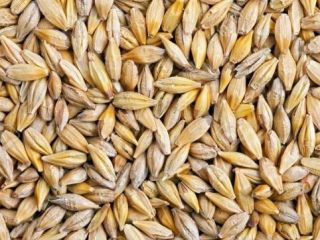 Good quality grain for sale humidity 14%