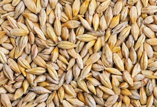 Good quality grain for sale humidity 14%