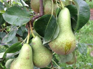A Belgian fruit grower will sell pears at a