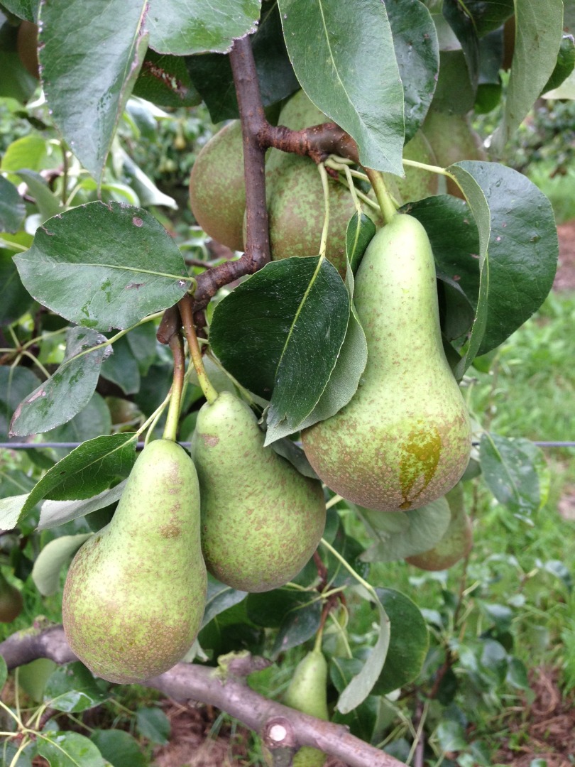 A Belgian fruit grower will sell pears at a conference