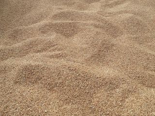 I will sell PATRAS wheat from the 2023 harvest