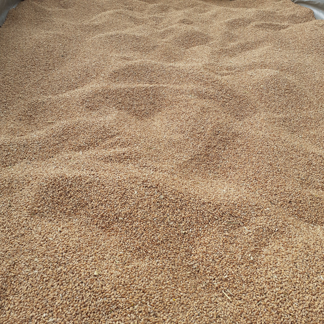 I will sell PATRAS wheat from the 2023 harvest in the amount of 3 t