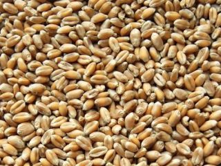 Good quality grain for sale