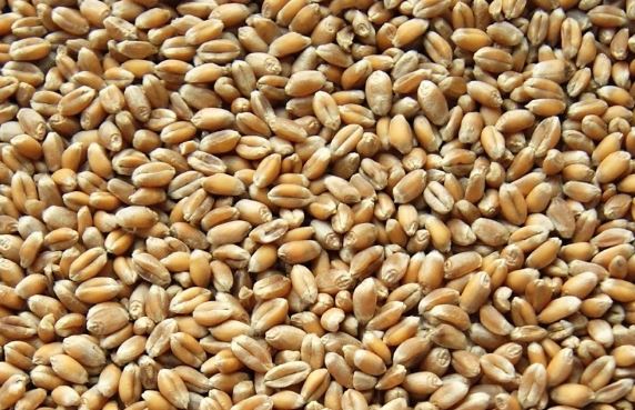 Good quality grain for sale