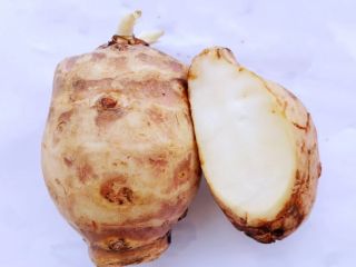 I will sell Jerusalem artichoke from 3 hectares of