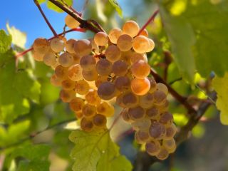 Top Quality Grapes - Panciu Zone Varieties available: Fetească
