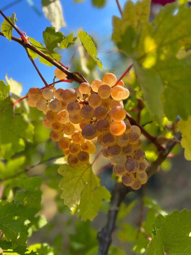 Top Quality Grapes - Panciu Zone Varieties available: Fetească Albă Fetească Regală Muscat Ottonel Cabernet Sauvignon Sauvignon Blanc Chardonnay Merlot