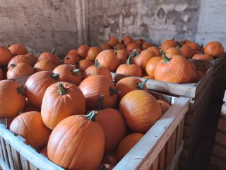 Hello. I will sell pumpkin varieties: Gladiator, Bellatrix caliber