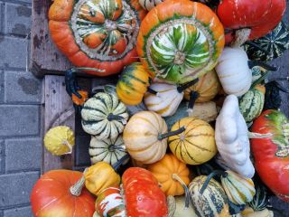 Hello, I have decorative pumpkins for sale in various