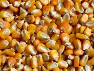 2000 tons of fodder corn are available. Basic quality