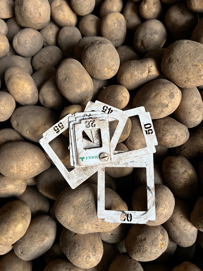I'm selling potatoes in bulk (bulk, big-bag) quantities, over 1,000 tons annually of Gala, Soraya, and Belarosa varieties