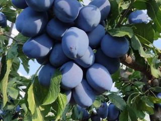 We sell dried and fresh plums, ecological 100% bio