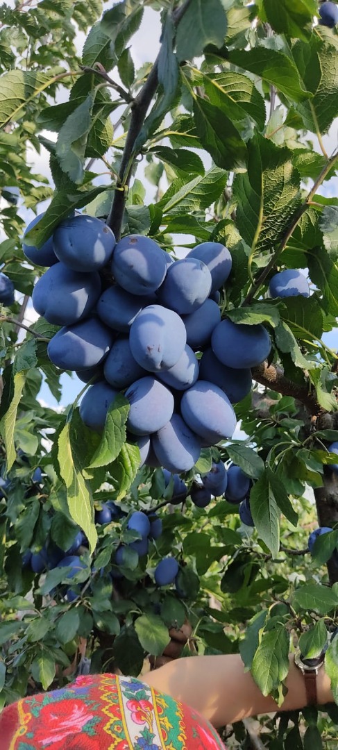 We sell dried and fresh plums, ecological 100% bio humidity 18/20% caliber from 45