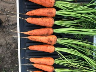 Our carrots varieties are disease-resistant, have an excellent appearance