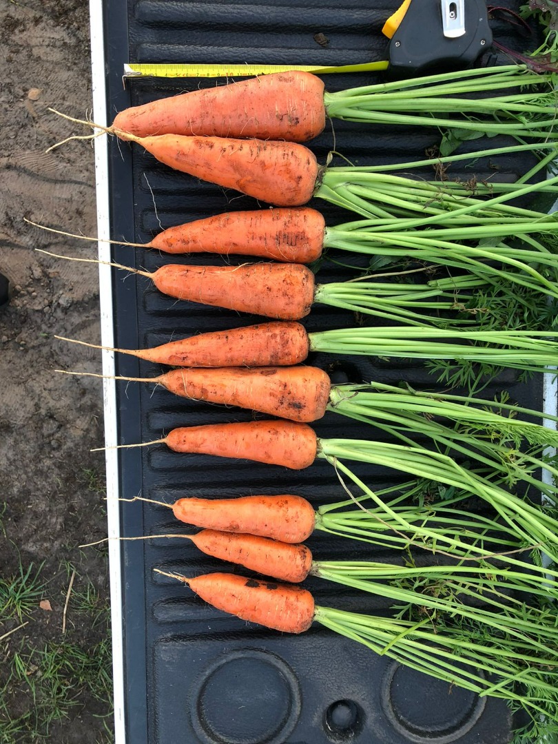 Our carrots varieties are disease-resistant, have an excellent appearance and taste, suitable for polishing and washing and have a long shelf life