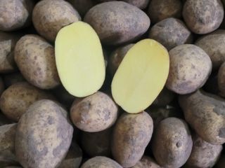 Selling patatoes in big bags, small bags (20-30kg) Queene