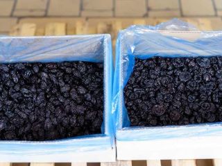 23t plums dry