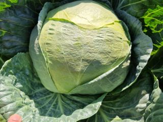 I am selling collard greens, 100% quality, in large