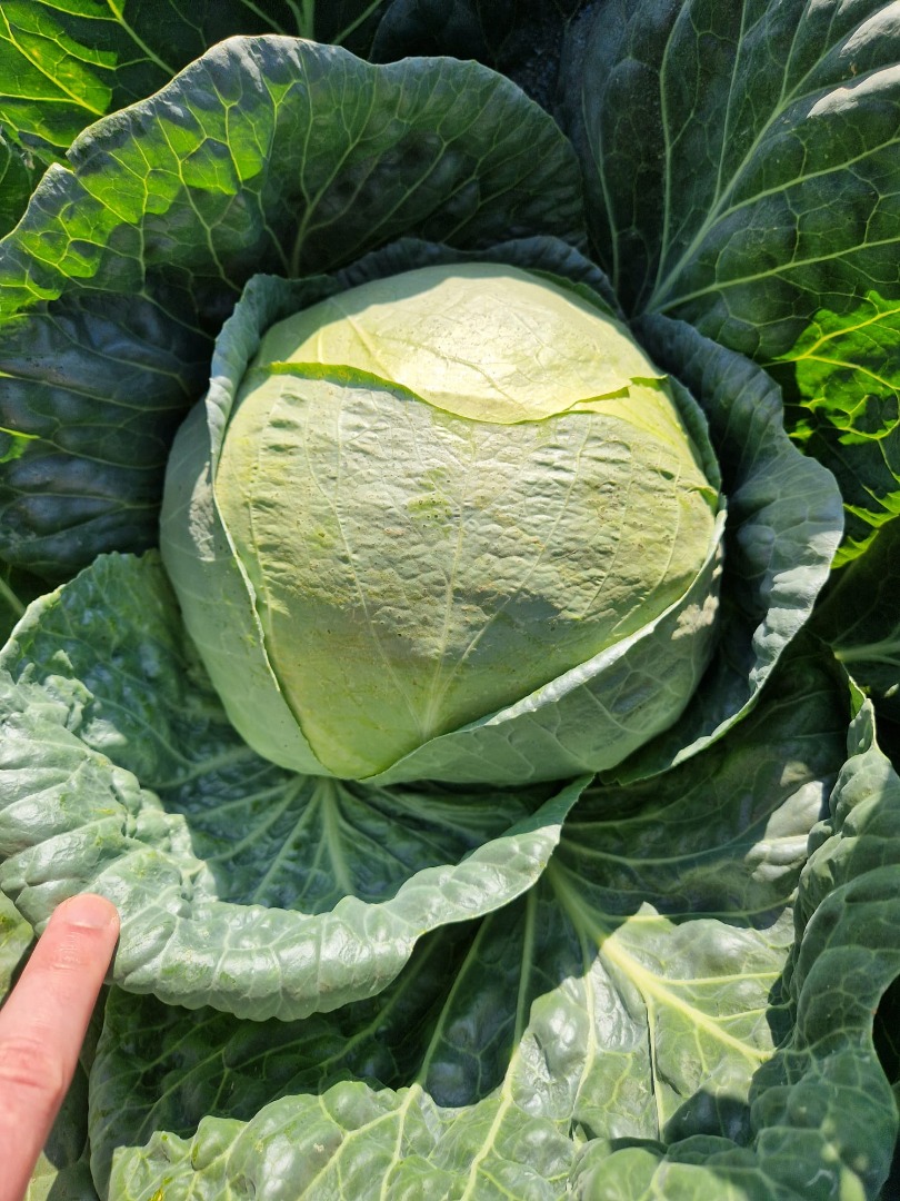 I am selling collard greens, 100% quality, in large quantities