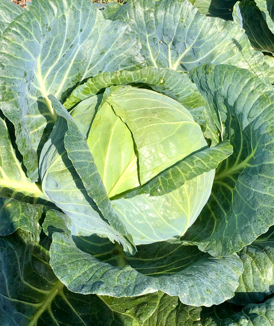 COOPERATION! 100 tons! Will establish cooperation with a recipient of autumn head cabbage