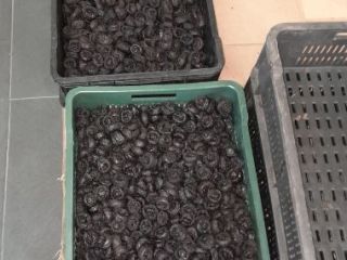 We sell dried prunes: Type: Stanley Moisture: from 18-35%