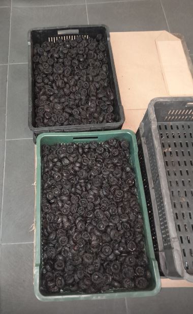 We sell dried prunes: Type: Stanley Moisture: from 18-35% Package: plastic bag in 10/1 kg cardboard box Amount:130 tons With or without stone Calibrated or