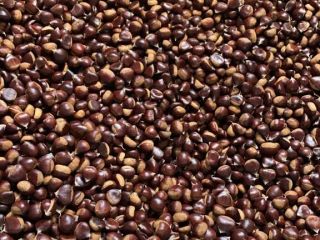 Pilonga chestnut for sale. Negotiable price depending on the