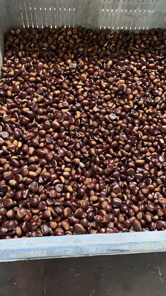 Pilonga chestnut for sale