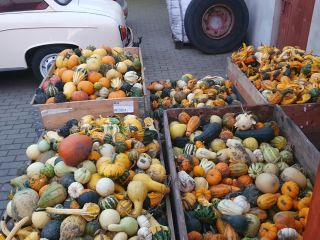 Hello, I have 5 boxes of decorative pumpkins for