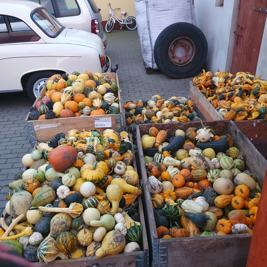 Hello, I have 5 boxes of decorative pumpkins for sale, a mix of colors, several thousand pieces and types