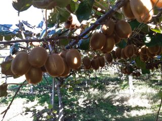For sale 2023 Hayward kiwi production approximately 15 tons