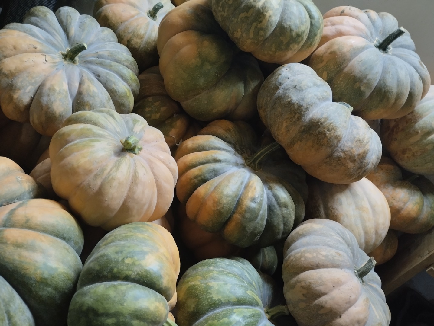 Local pumpkins of excellent quality and shape